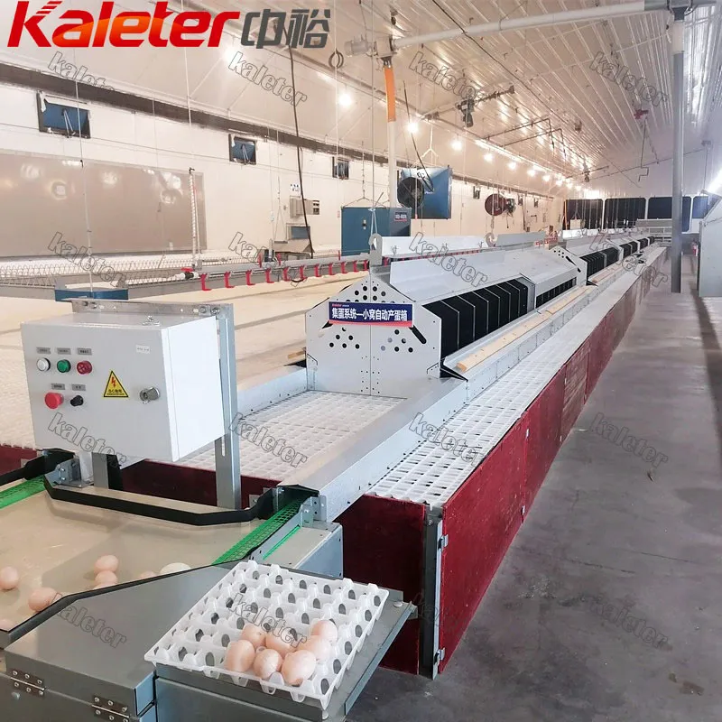 Hühnernest-System Automatischer Geflügel-Ei-Sammler Legehennen-Nistbox Eier Ninho Para Galinhas Autmatico Roll weg - Schichtgeflügel-Ausrüstung - foodmachtech